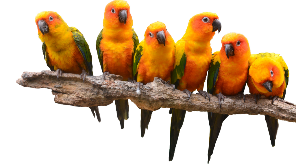 Must-Read Before Keeping Birds: Important Realities to Consider 01