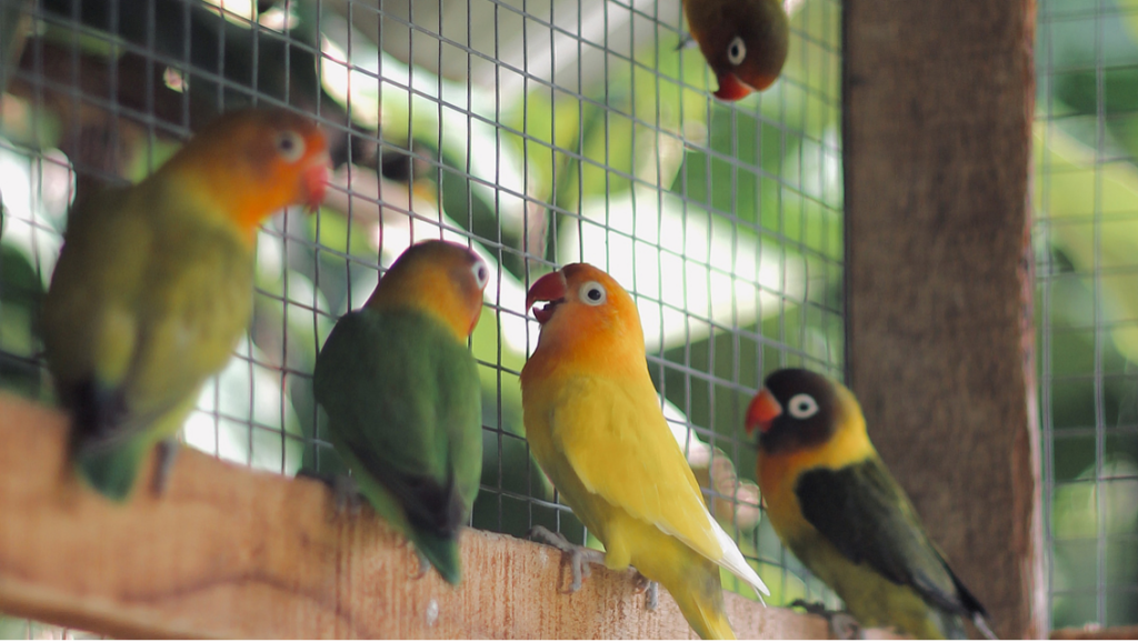 Must-Read Before Keeping Birds: Important Realities to Consider 02