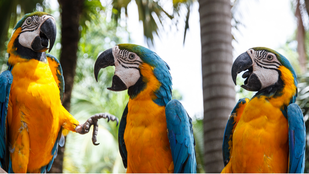 Must-Read Before Keeping Birds: Important Realities to Consider 03