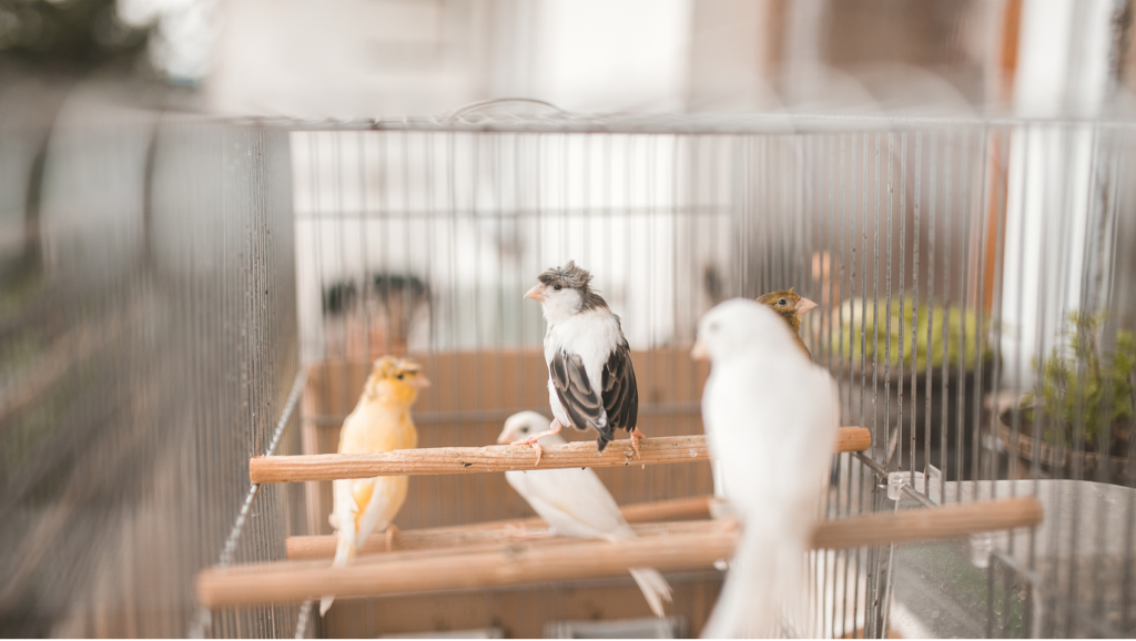Must-Read Before Keeping Birds: Important Realities to Consider 05
