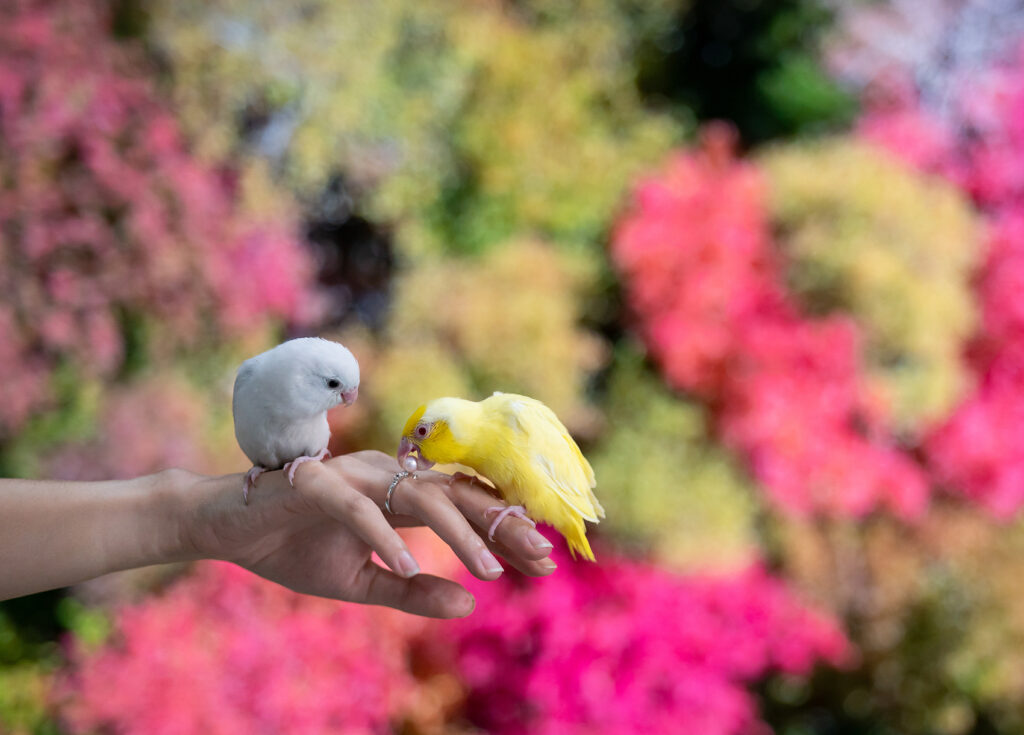 New to Bird Keeping? Start with Small Birds! image1
