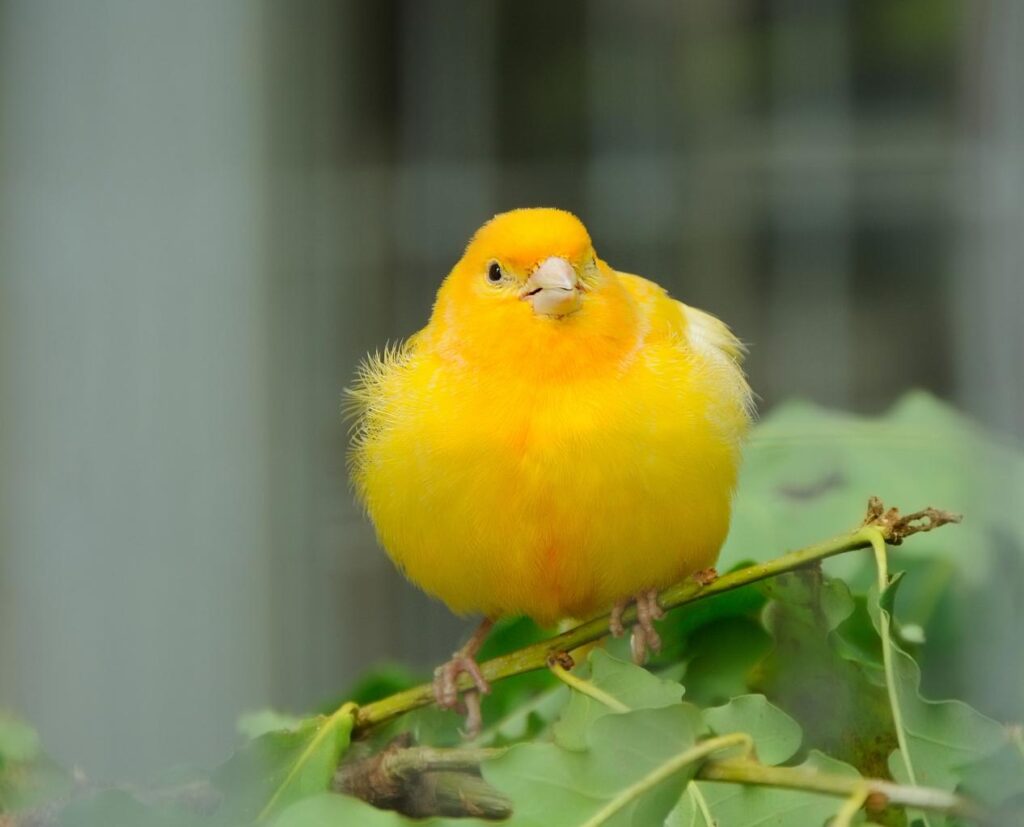 New to Bird Keeping? Start with Small Birds! image2