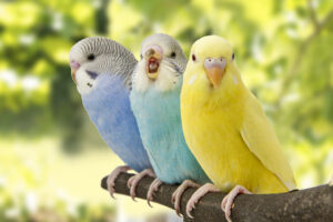 three budgies are in the roost