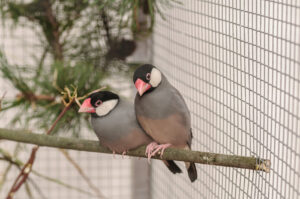 two birds amadin in the cage on the branch