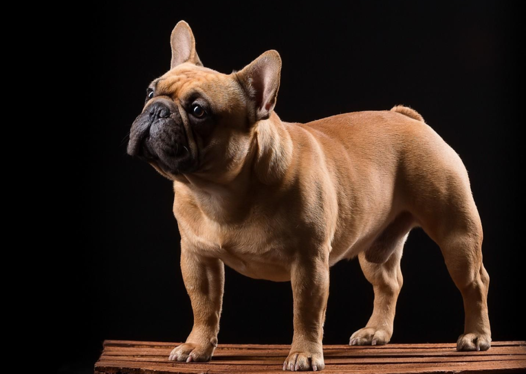 French Bulldog: Breathing Difficulties "Kidnapped" by Human Aesthetics 图片1