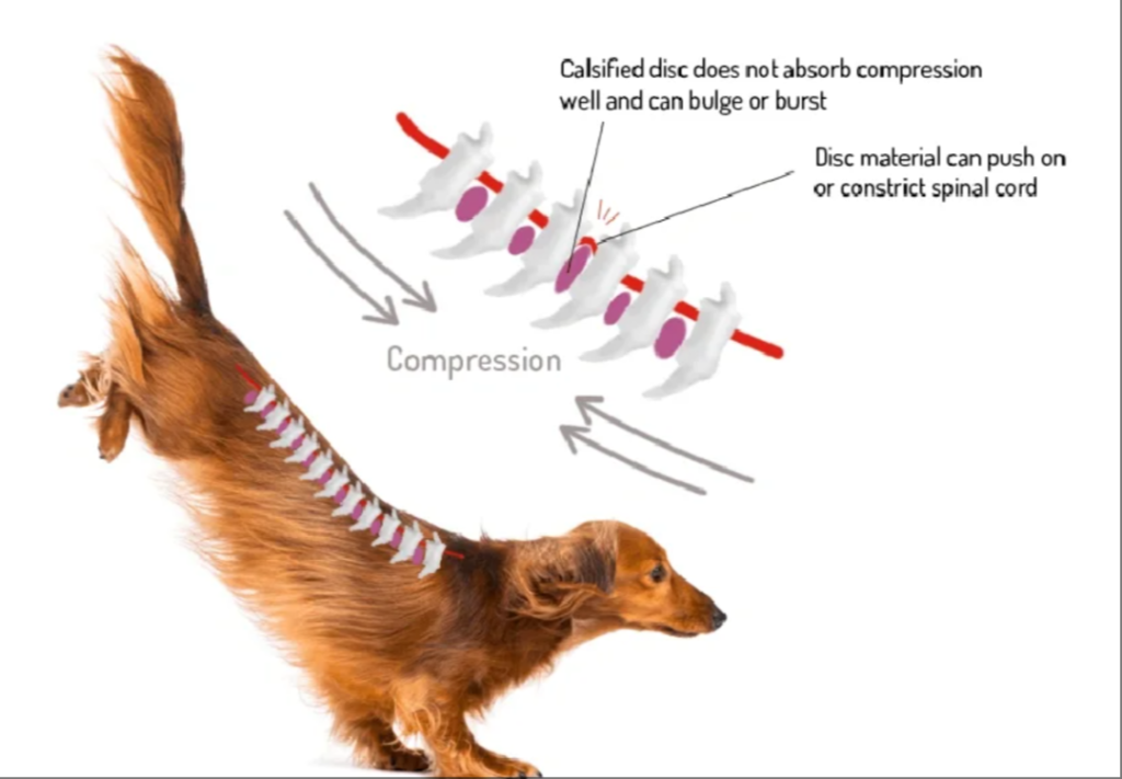 Corgi Dogs: The "Invisible Crisis" of These Adorable Pets with Short Legs 图片11