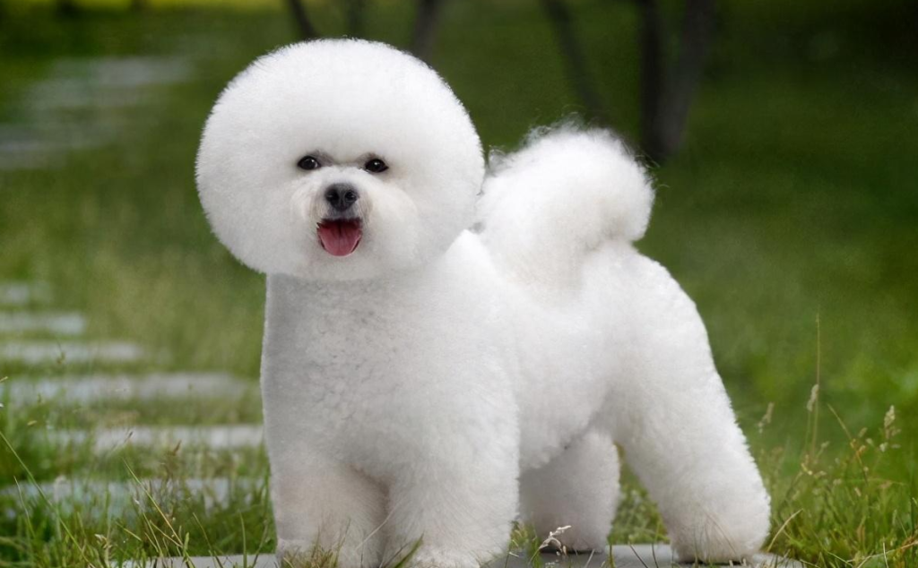 Bichon Frise: The 'Health Alert' Beneath the Cotton Candy Exterior 图片14