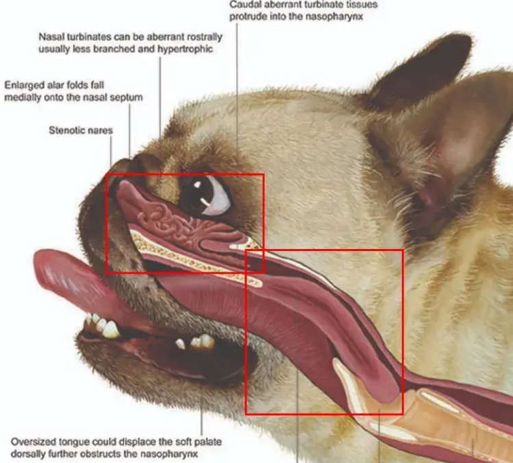 French Bulldog: Breathing Difficulties "Kidnapped" by Human Aesthetics 图片2