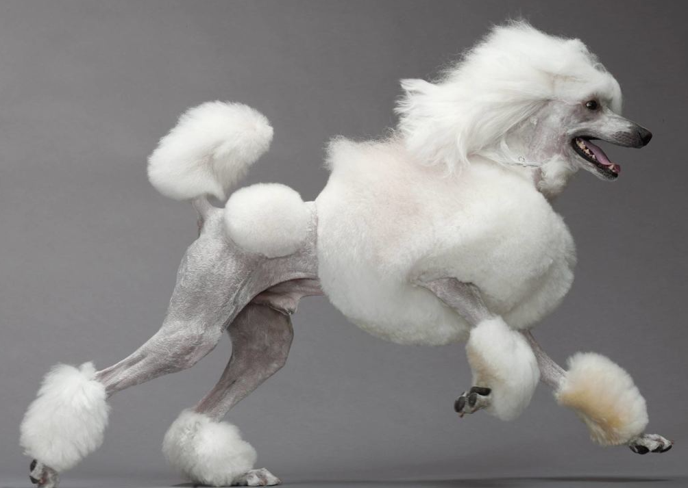 Poodle: The 'Blindness Crisis' Behind the Elegance 图片5