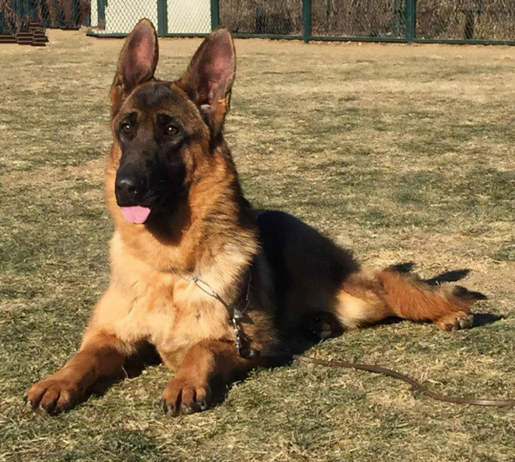 German Shepherd: The "Hip Joint Restriction" of a Heroic Dog Breed 图片6