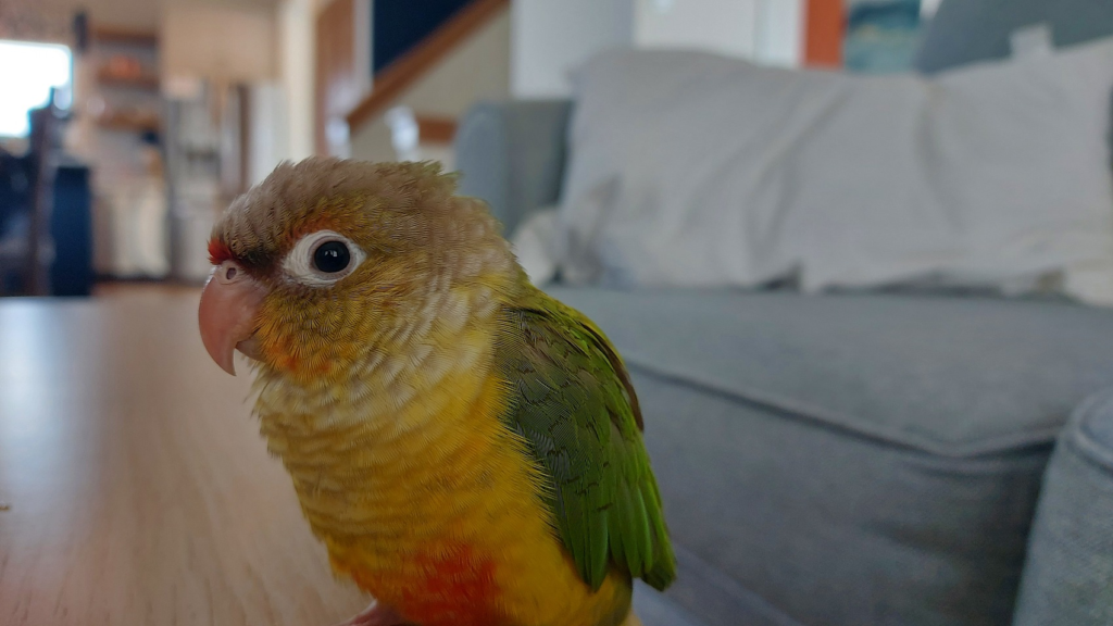 Five Major "Taboos" in Parrot Care 003