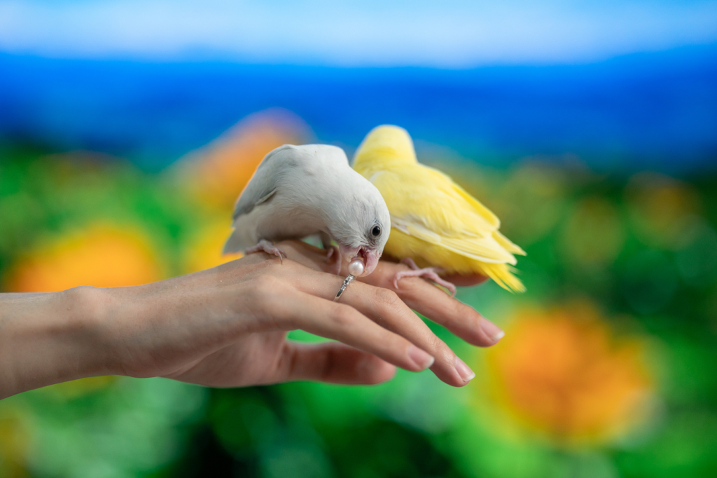 Five Major "Taboos" in Parrot Care 004
