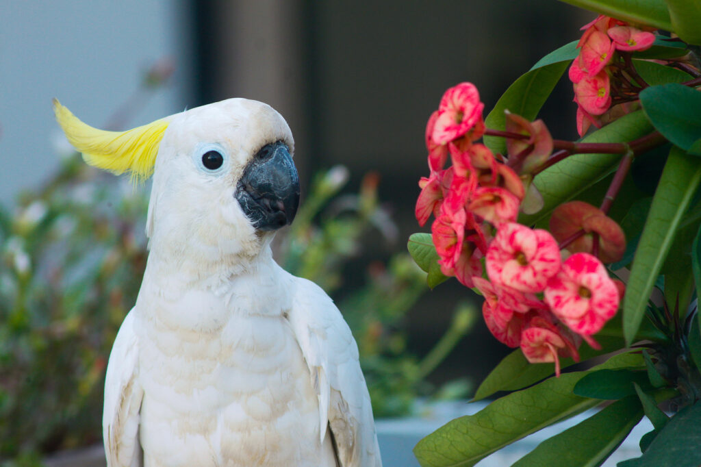 These 5 Parrots Are Not Recommended as Pets for Children image10