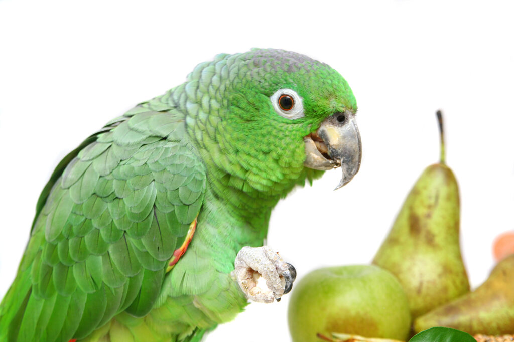 These 5 Parrots Are Not Recommended as Pets for Children mealy amazon parrot, amazona farinosa eating of a white background