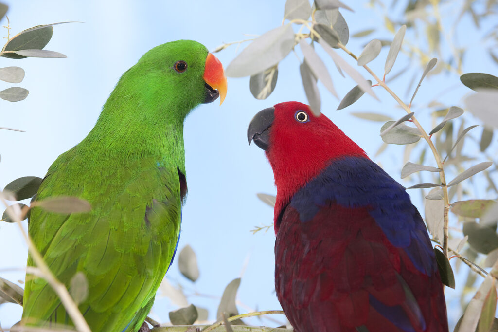 These 5 Parrots Are Not Recommended as Pets for Children eclectus parrot eclectus roratus, male and female