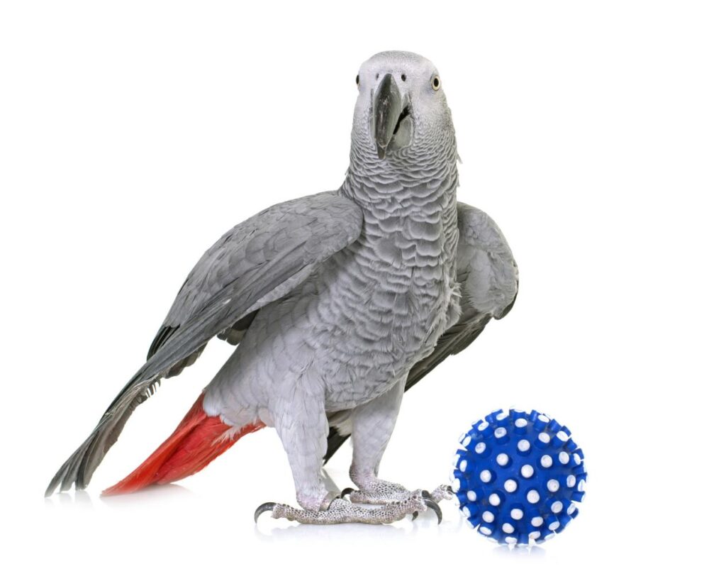 These 5 Parrots Are Not Recommended as Pets for Children image13