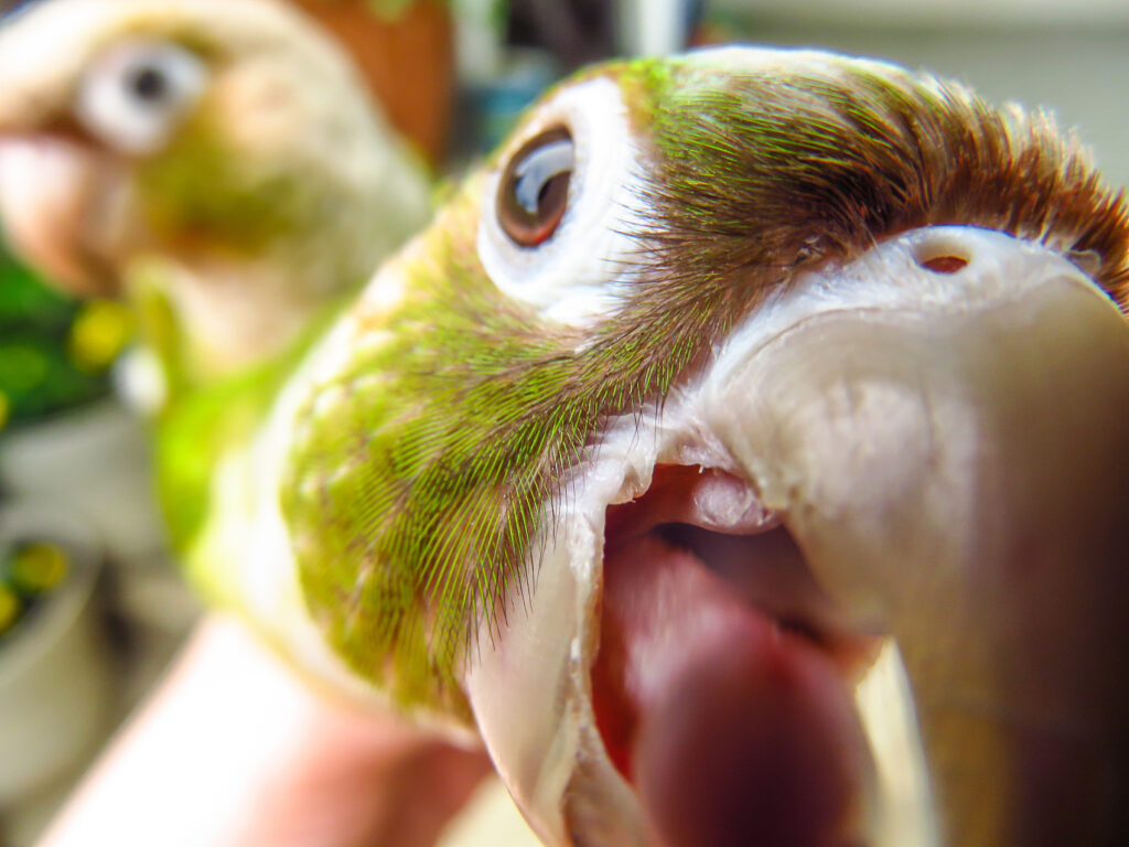 The 5 Most Common Behavioral Problems in Parrots That Bird Owners Have Encountered! image15