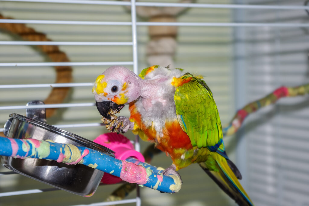 The 5 Most Common Behavioral Problems in Parrots That Bird Owners Have Encountered! image16