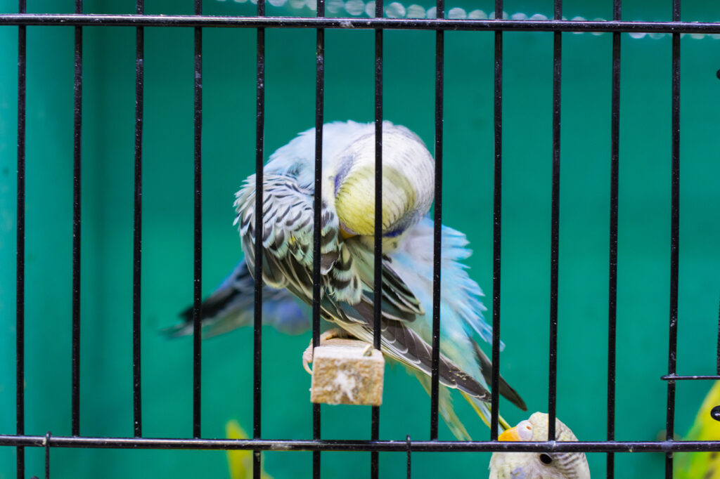 Essential Items for Keeping Your Bird Healthy and Happy Image17 1024x682