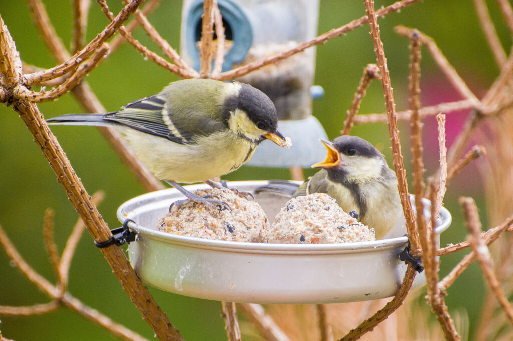 Essential Items for Keeping Your Bird Healthy and Happy image18