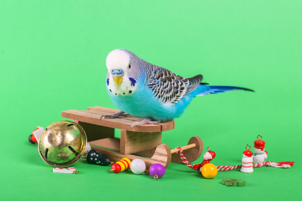 Essential Items for Keeping Your Bird Healthy and Happy image19