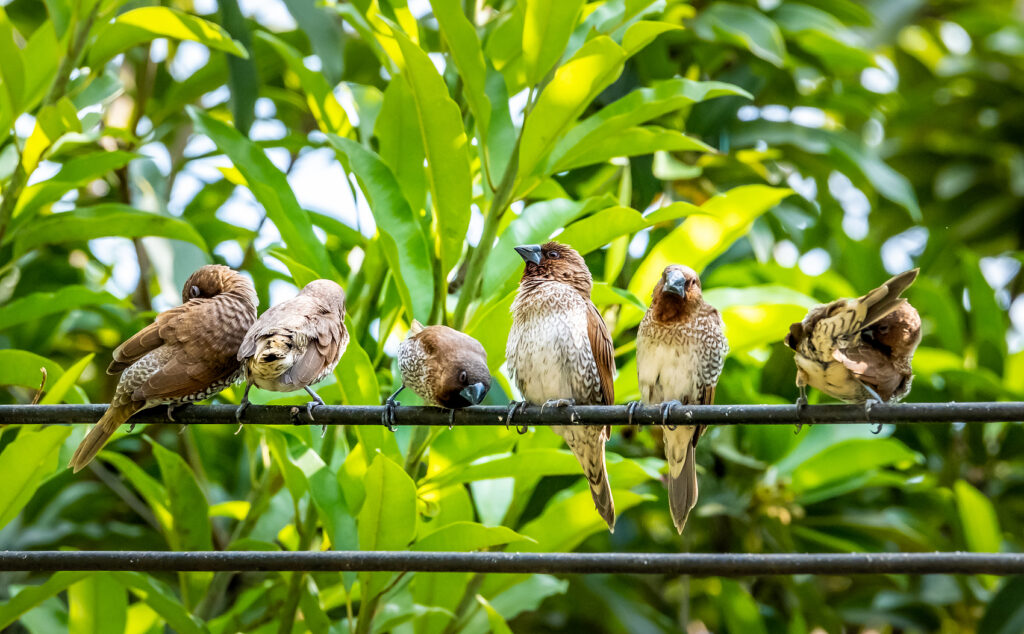 Essential Items for Keeping Your Bird Healthy and Happy image20