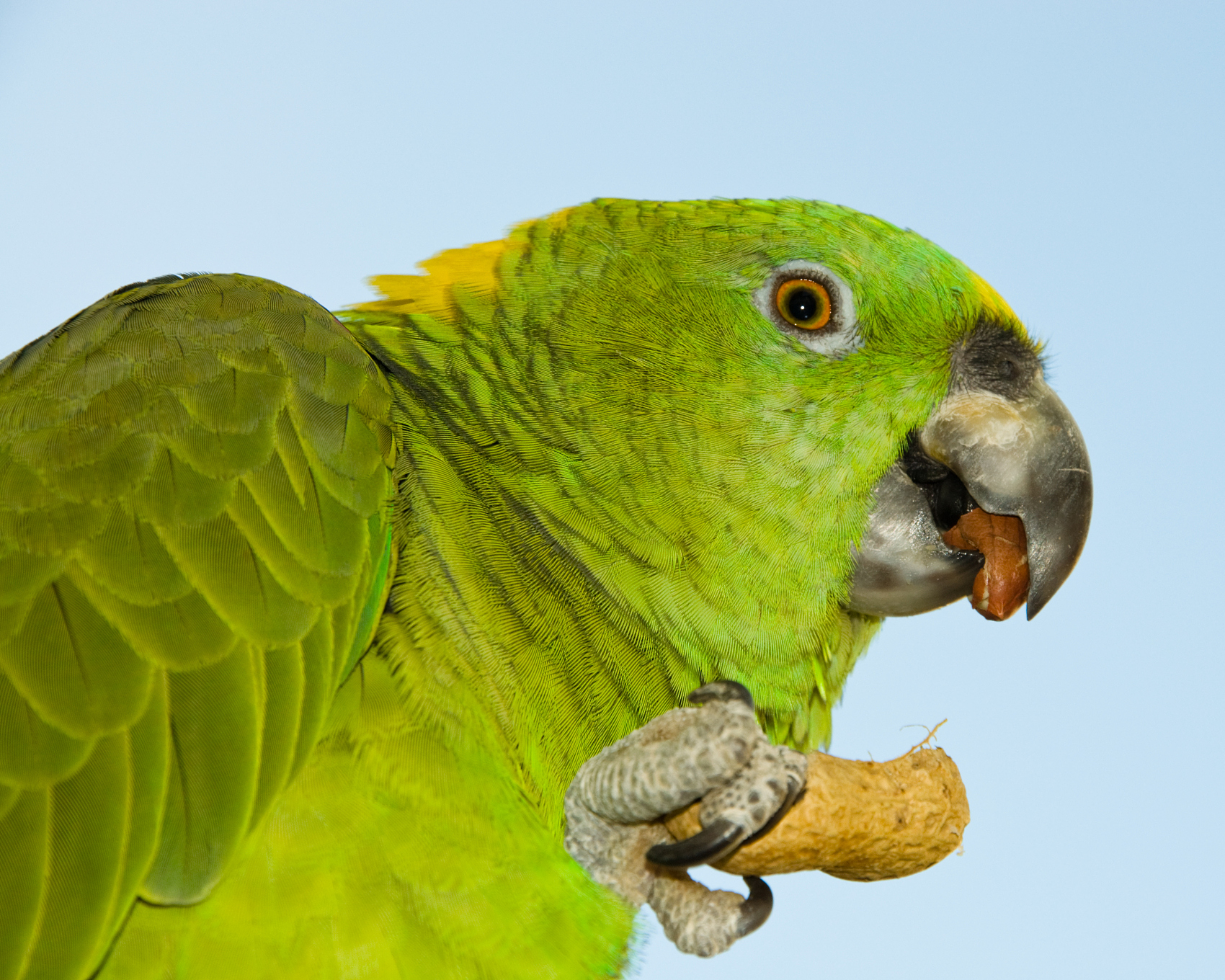 These 5 Parrots Are Not Recommended as Pets for Children image21