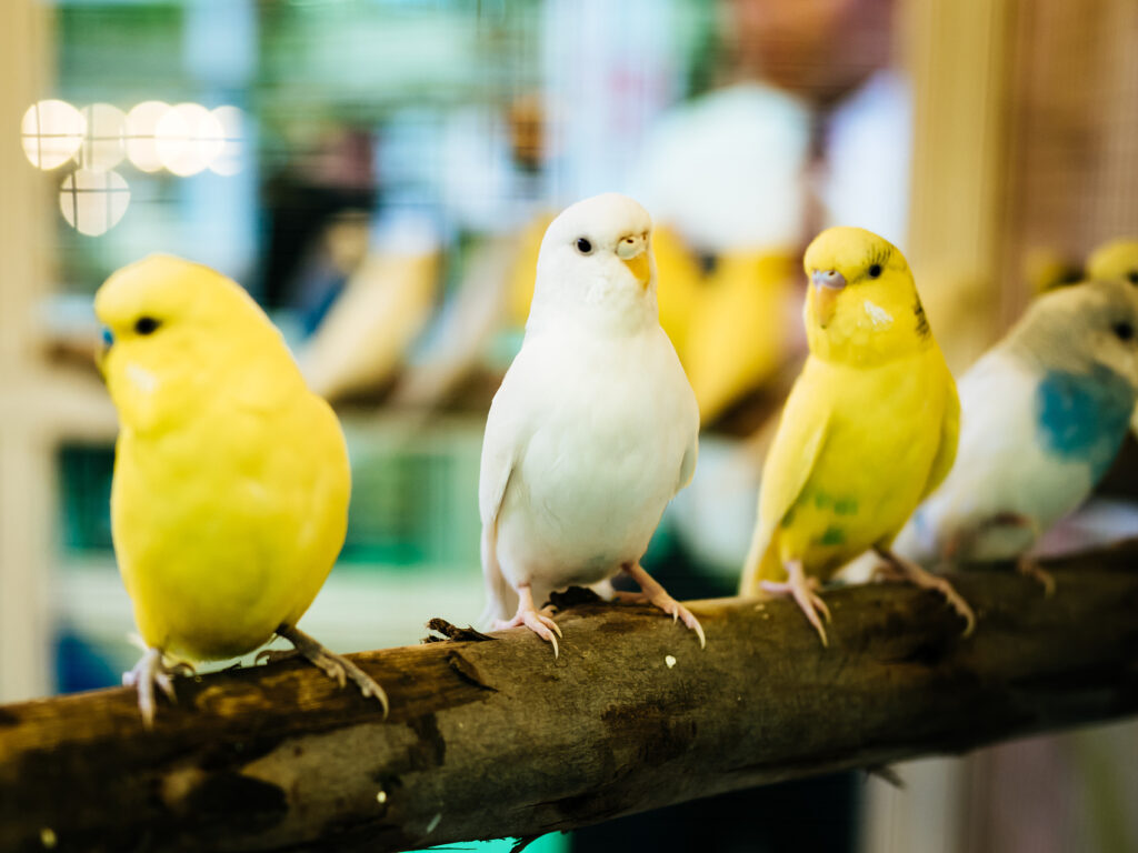5 Most Gentle and Affectionate Pet Birds budgerigar, budgie birds closeup