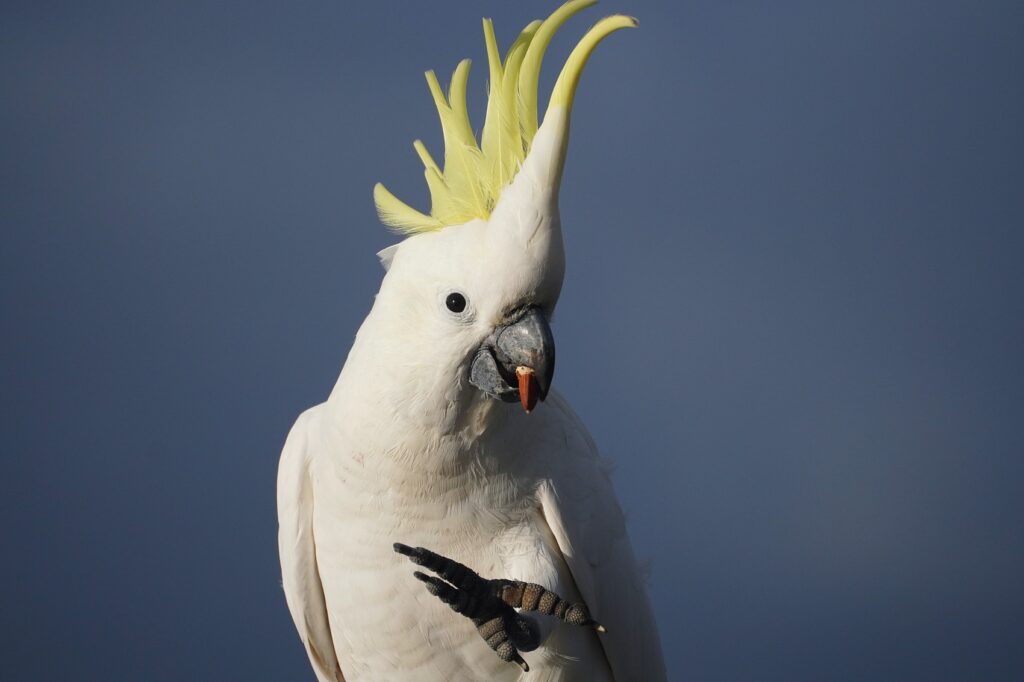 5 Most Gentle and Affectionate Pet Birds image28