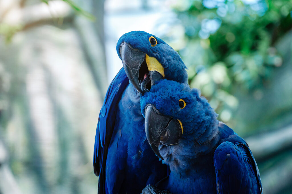 5 Most Gentle and Affectionate Pet Birds image29