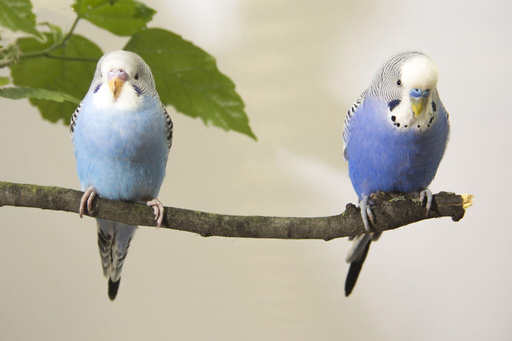 Attention Bird Lovers! Here Are 5 Quiet Birds Perfect for Those Who Enjoy Tranquility three small parrots sitting on tree branch