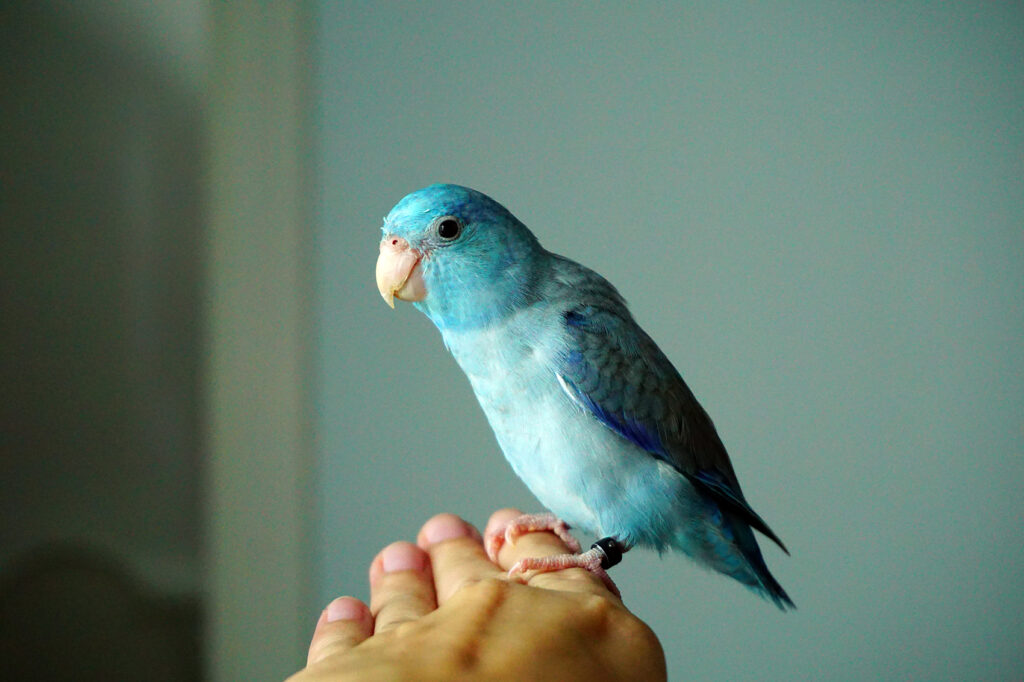 Attention Bird Lovers! Here Are 5 Quiet Birds Perfect for Those Who Enjoy Tranquility cute pacific parrotlet bristle, forpus coelestis