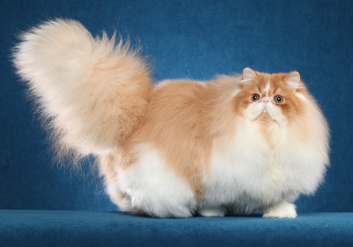 波斯猫