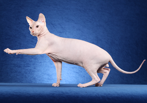 顿斯科伊猫